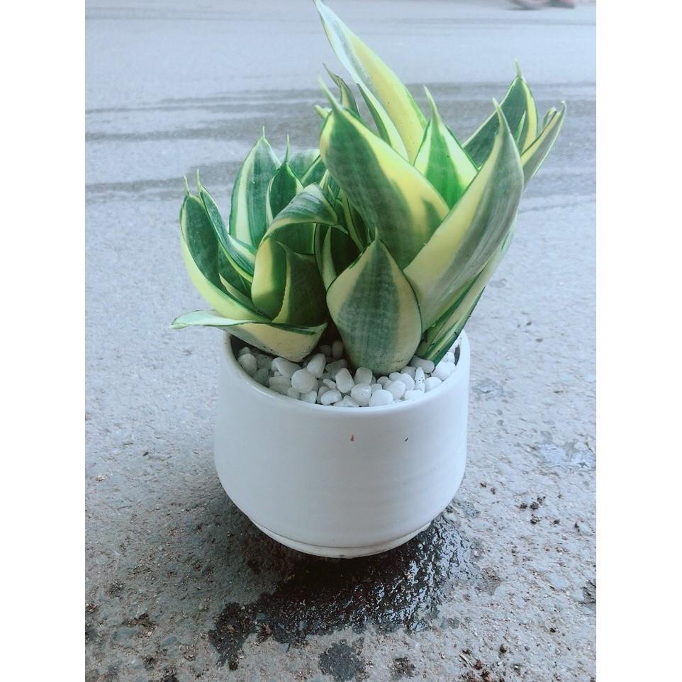 Chậu Lưỡi Hổ Thái Vàng