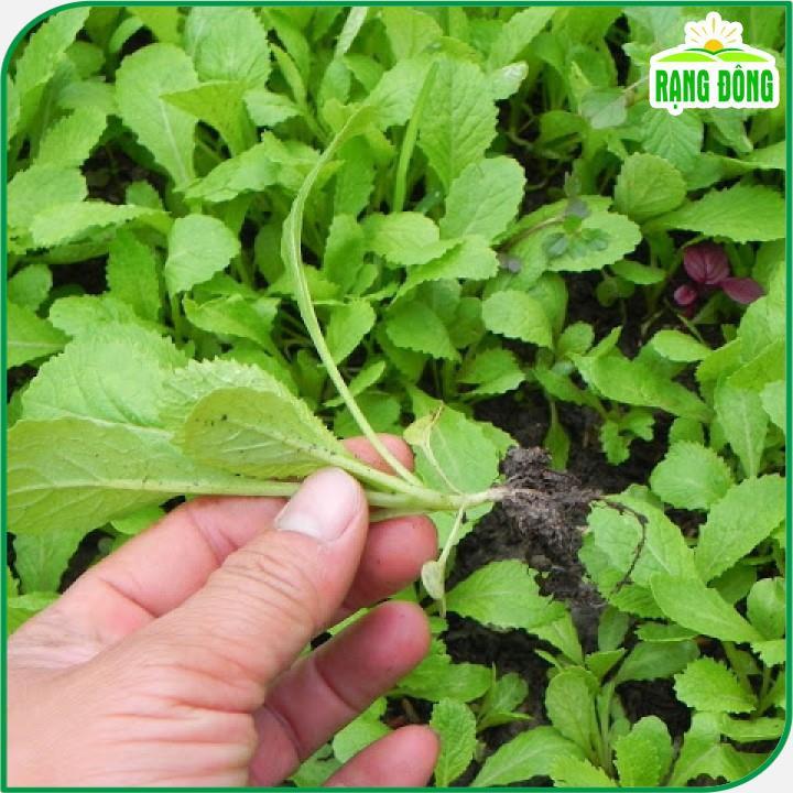 Hạt giống Cải Xanh Ăn Non, Nhanh Thu Hoạch, Trồng Quanh Năm - Hạt Giống Rạng Đông