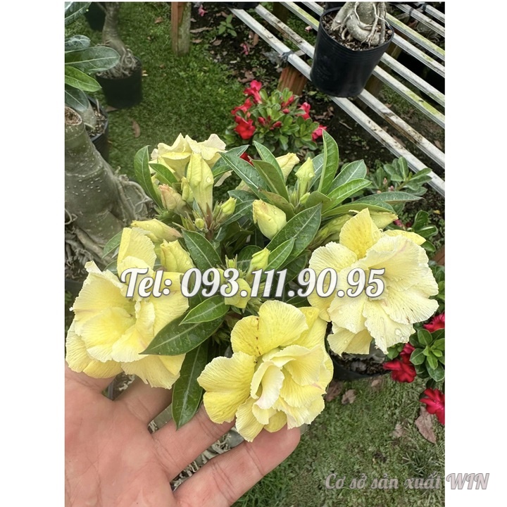 Hạt giống hoa sứ ghép Thái Lan hoa vàng cánh to - Bịch 10 hạt – Mã số 2092