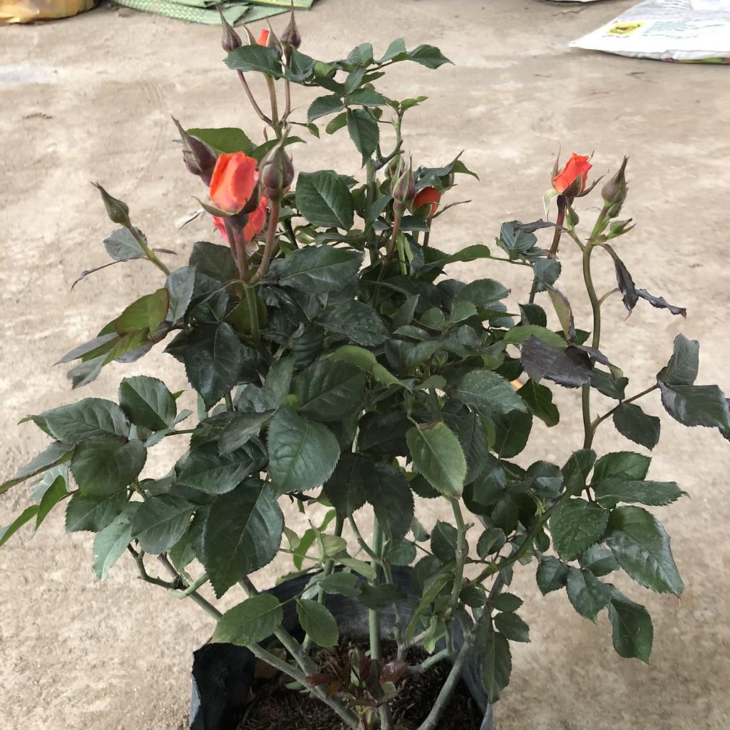 Cây hoa hồng tỉ muội size to, chiều cao 40-50cm sai nụ hoa mùi thơm nhẹ cực nhiều tán sum suê , thích làm cây trang trí