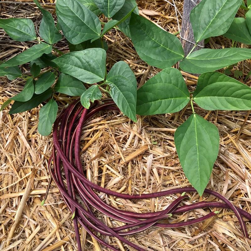 HẠT GIỐNG ĐẬU ĐŨA TÍM