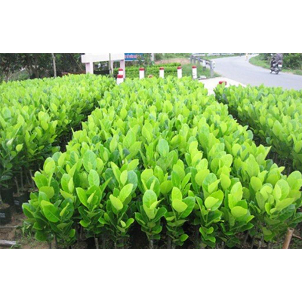CÂY GIỐNG MÍT TỐ NỮ SIÊU QUẢ SIÊU NGỌT.CAM KẾT GIỐNG CHUẨN, BẢO HÀNH CHUẨN F1