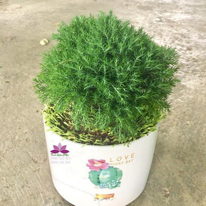 CÂY TÙNG BỒNG LAI