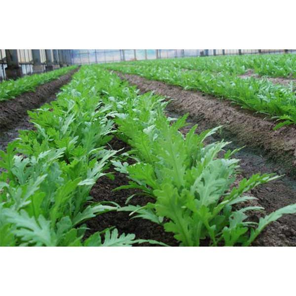 Hạt giống cải cúc tẻ KNS399 - Gói 10gram