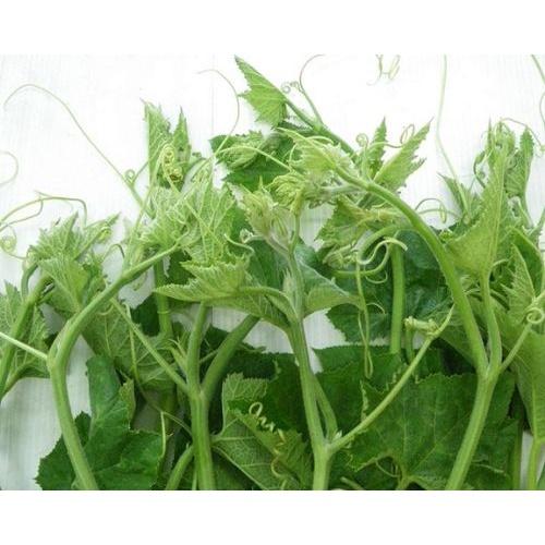 HẠT GIỐNG BÍ NGỌN cao sản