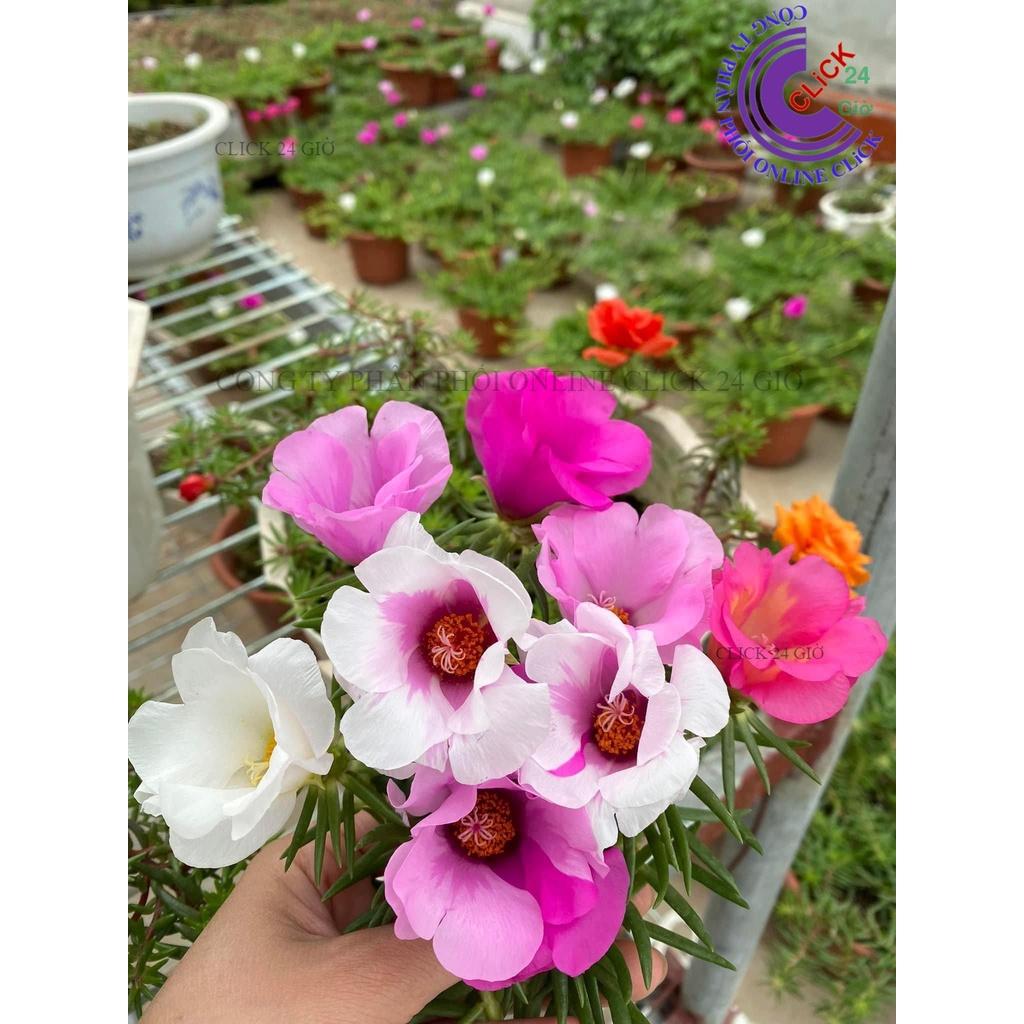 1 Ký Cành Giống Hoa Mười Giờ MỸ ĐƠN Hoa To Nở Cả Ngày Cành Tơ Siêu Khỏe GIA DỤNG THÔNG MINH PKM
