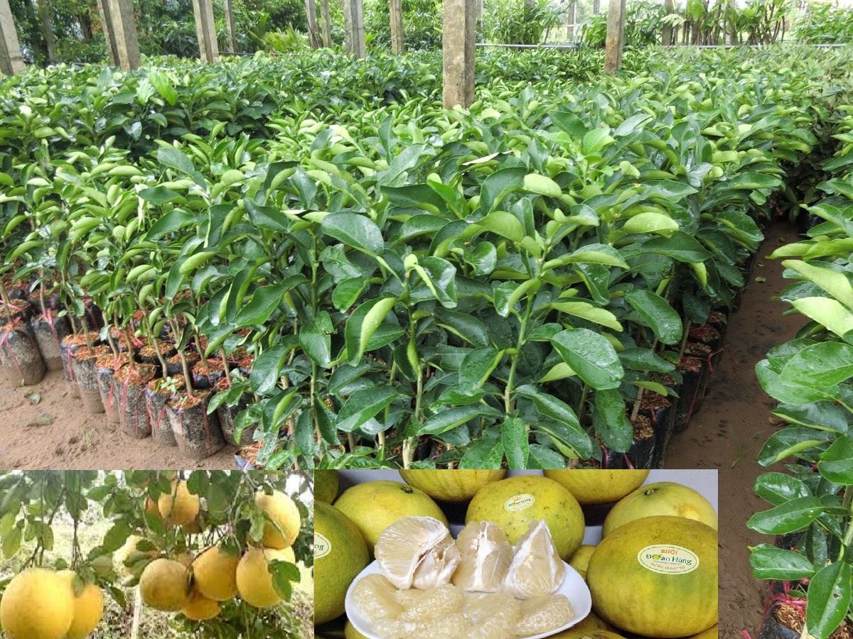 Cây bưởi đoan hùng, giống bưởi đoan hùng, đặc sản phú thọ