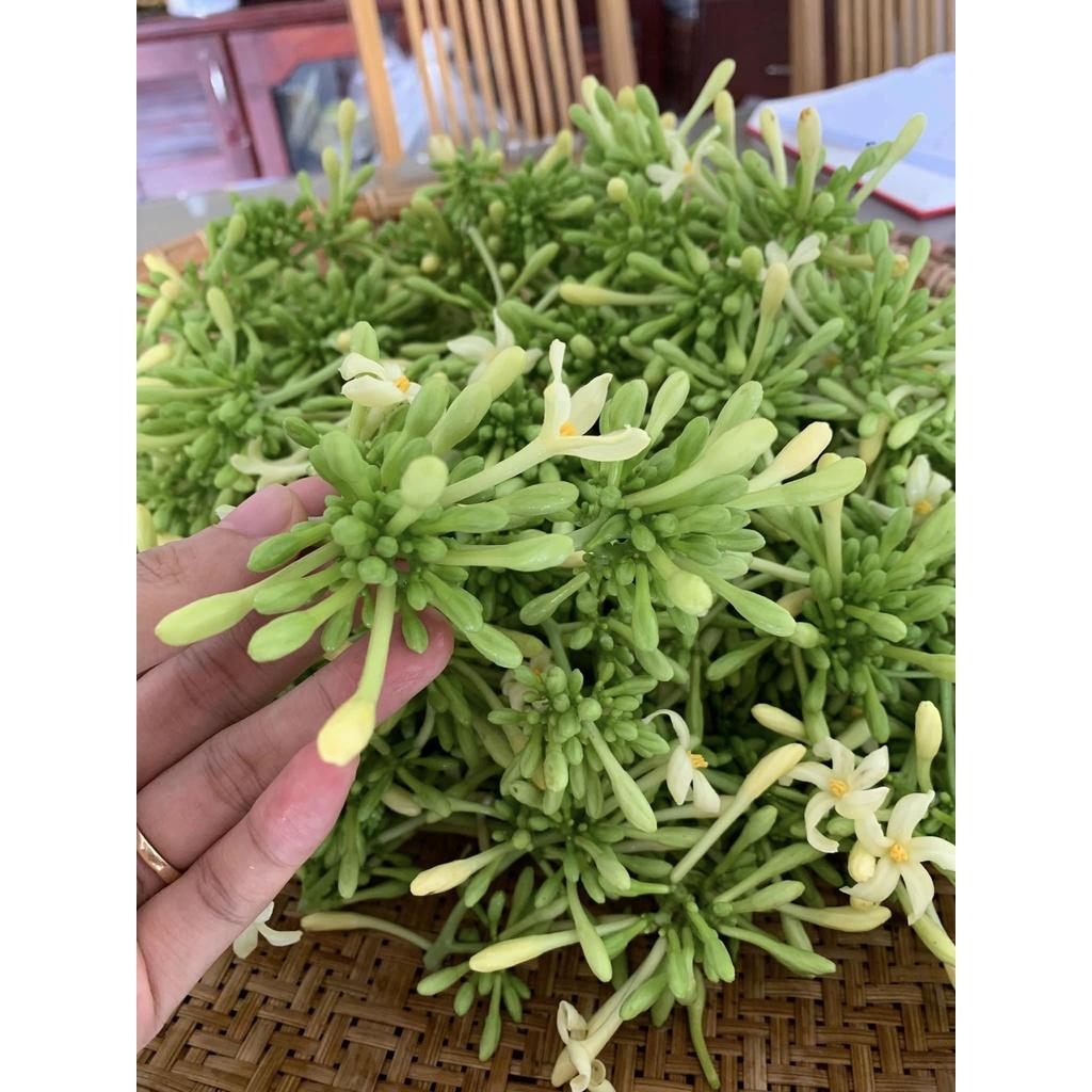 CÂY GIỐNG ĐU ĐỦ ĐỰC .(