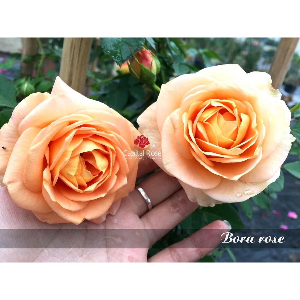 Hoa hồng ngoại Bora Bora cam bền bông