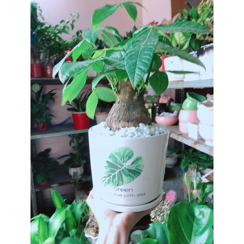 Chậu Kim Ngân 1 Thân