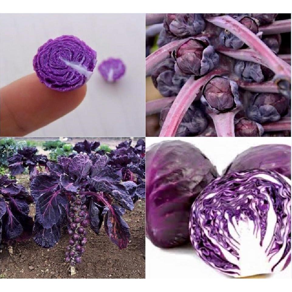 Bộ 2 gói hạt giống bắp cải tí hon tím-gói 30 hạt _- tặng 1 phân bón lót