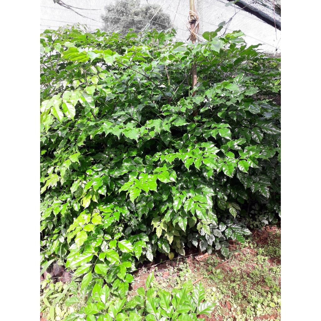 CÂY GIỐNG NÚC NÁC RỪNG