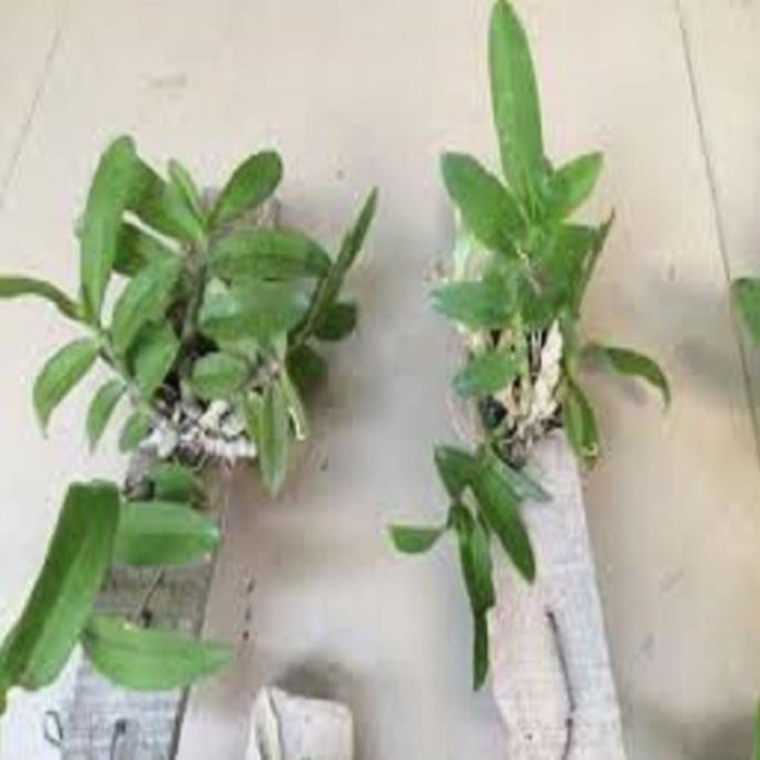 Hoa lan - trầm rừng myamar