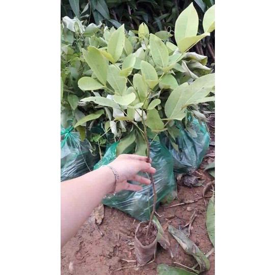 Cây giống muồng hoàng yến