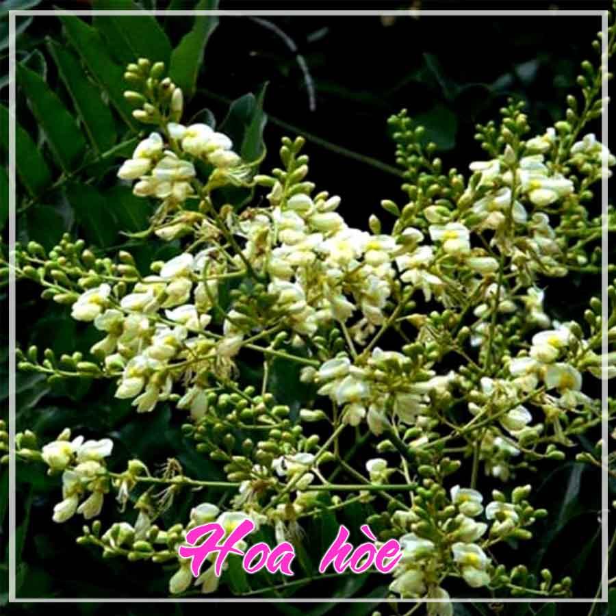 1kg Hoa Hòe khô sạch