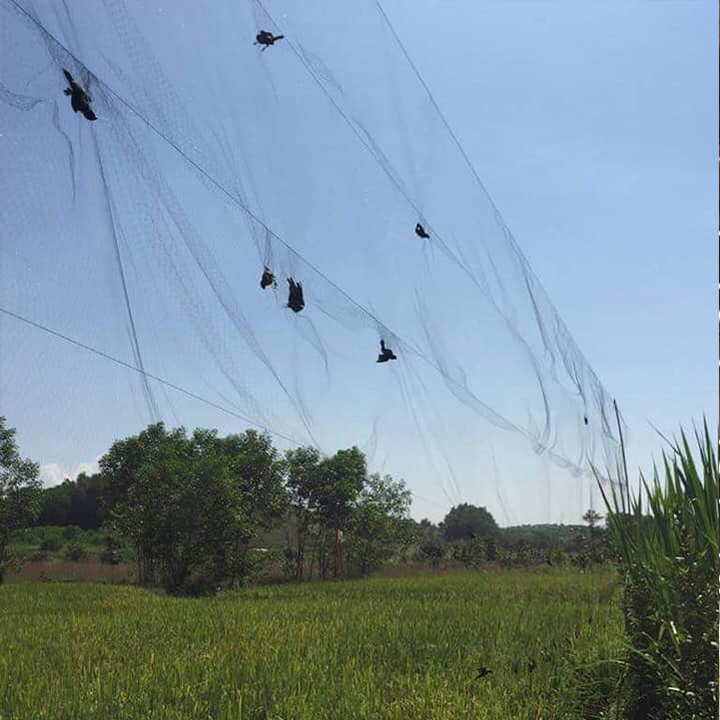 Lưới Bẫy Chim Tổng Hợp cao 5m mắt lưới 5cm