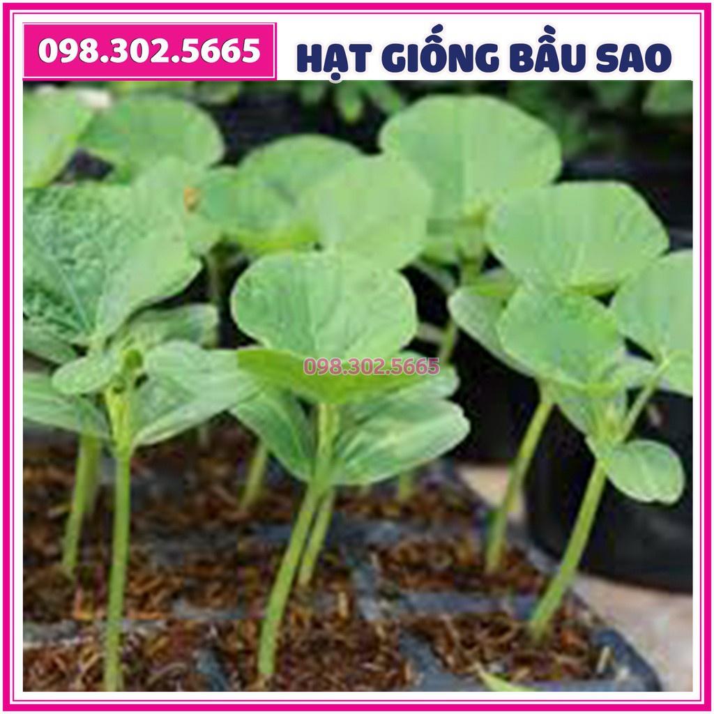 Set 10 Hạt giống bầu sao F1