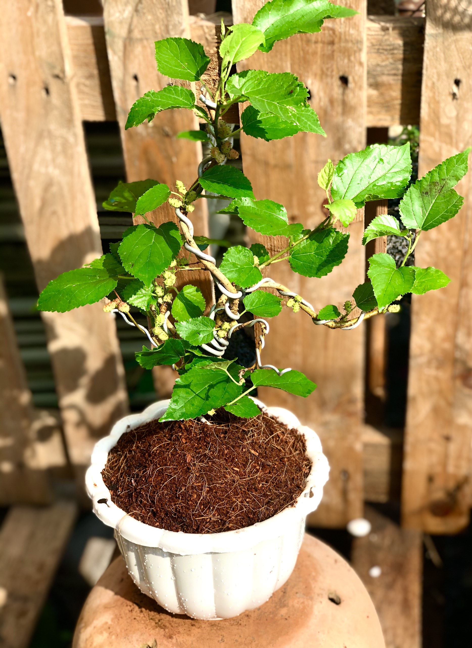 Cây dâu tằm bonsai