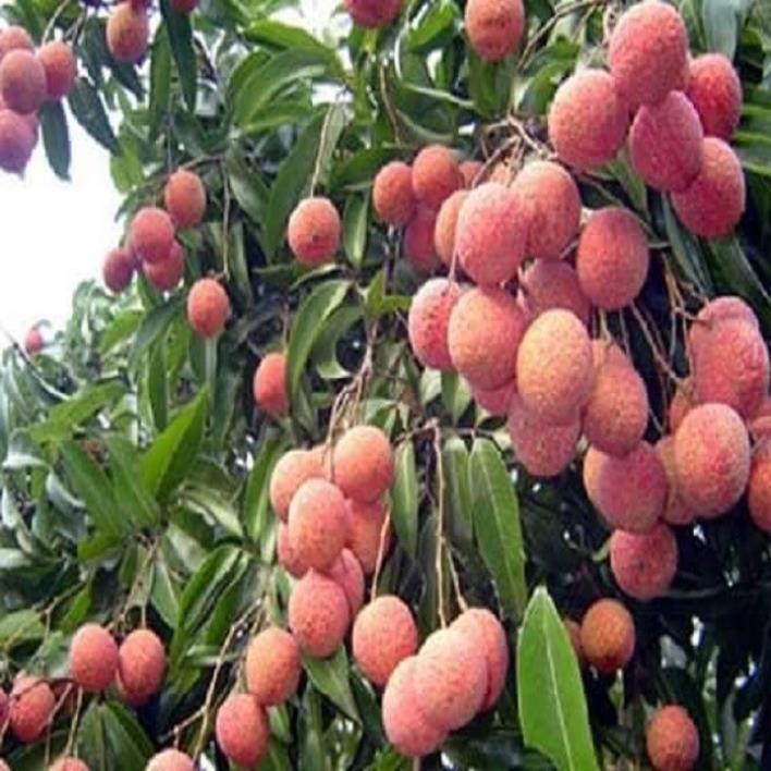 CÂY GIỐNG VẢI THIỀU SIÊU QUẢ DÒNG QUẢ SỚM-