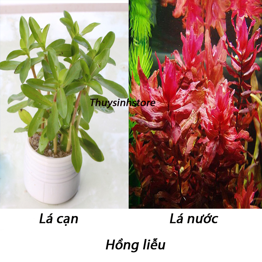 Cây Thủy Sinh Hồng Liễu - 13-15 ngọn