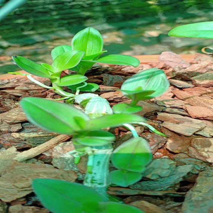 Hoa phong lan phi điệp - 6 mắt thái bình