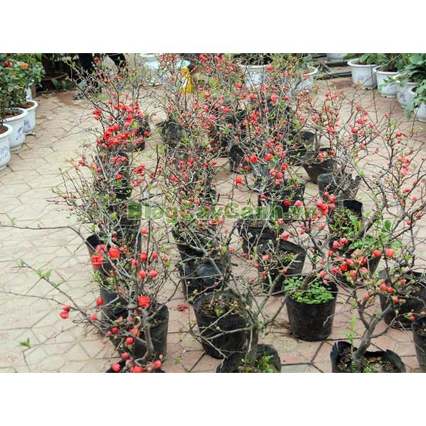 Mai Đỏ bonsai TỨ QUÝ CHẬU HOA QUANH NĂM SIÊU ĐẸP