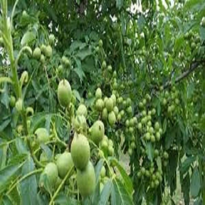CÂY GIỐNG QUẢ ÓC CHÓ SIÊU QUẢ