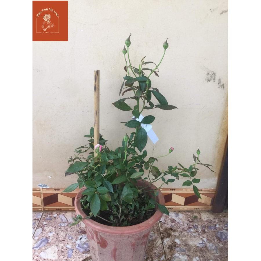 Hoa hồng leo Our Lady of Guadalupe HỒNG NHẠT- bầu to cây lớn trưởng thành