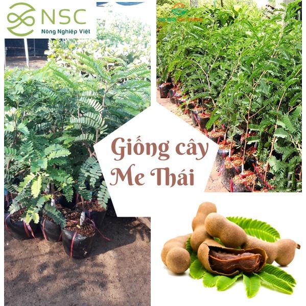 Cây giống ME THÁI NGỌT CƠM DÀY