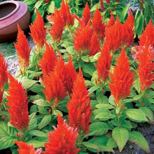 CHẬU HOA MÀO GÀ SIÊU HOA, SIÊU ĐẸP - NCHMGSHSD
