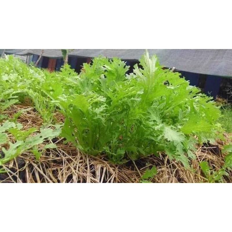 HẠT GIỐNG CẢI ĐUÔI PHỤNG TRANG NÔNG 20GR