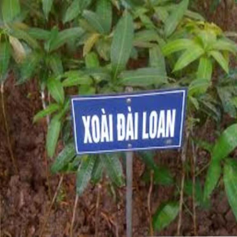 Gây giống Xoài Đài Loan bầu đất cây sai quả cho năng suất cao