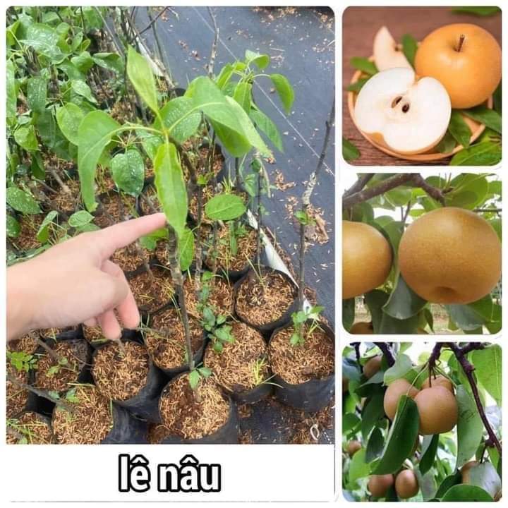 Cây giống lê nâu 6 tháng cho trái trồng chậu ban công