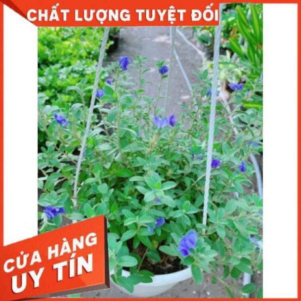 Chậu hoa thanh tú treo chậu to