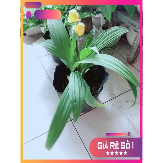Lan Đất Có Hoa Vàng
