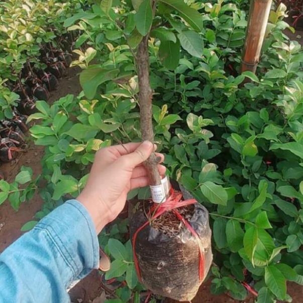 Cây Ổi Nữ Hoàng