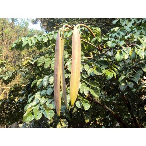 Cây giống NÚC NÁC RỪNG NHƯ HÌNH .