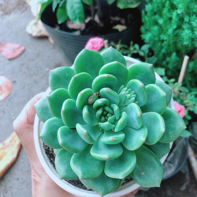 Sen Đá Bánh Bao Xanh