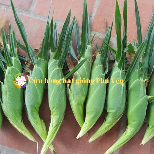 1kg hạt giống bắp ngọt hai mũi tên đỏ golden corn trái to năng suất cao