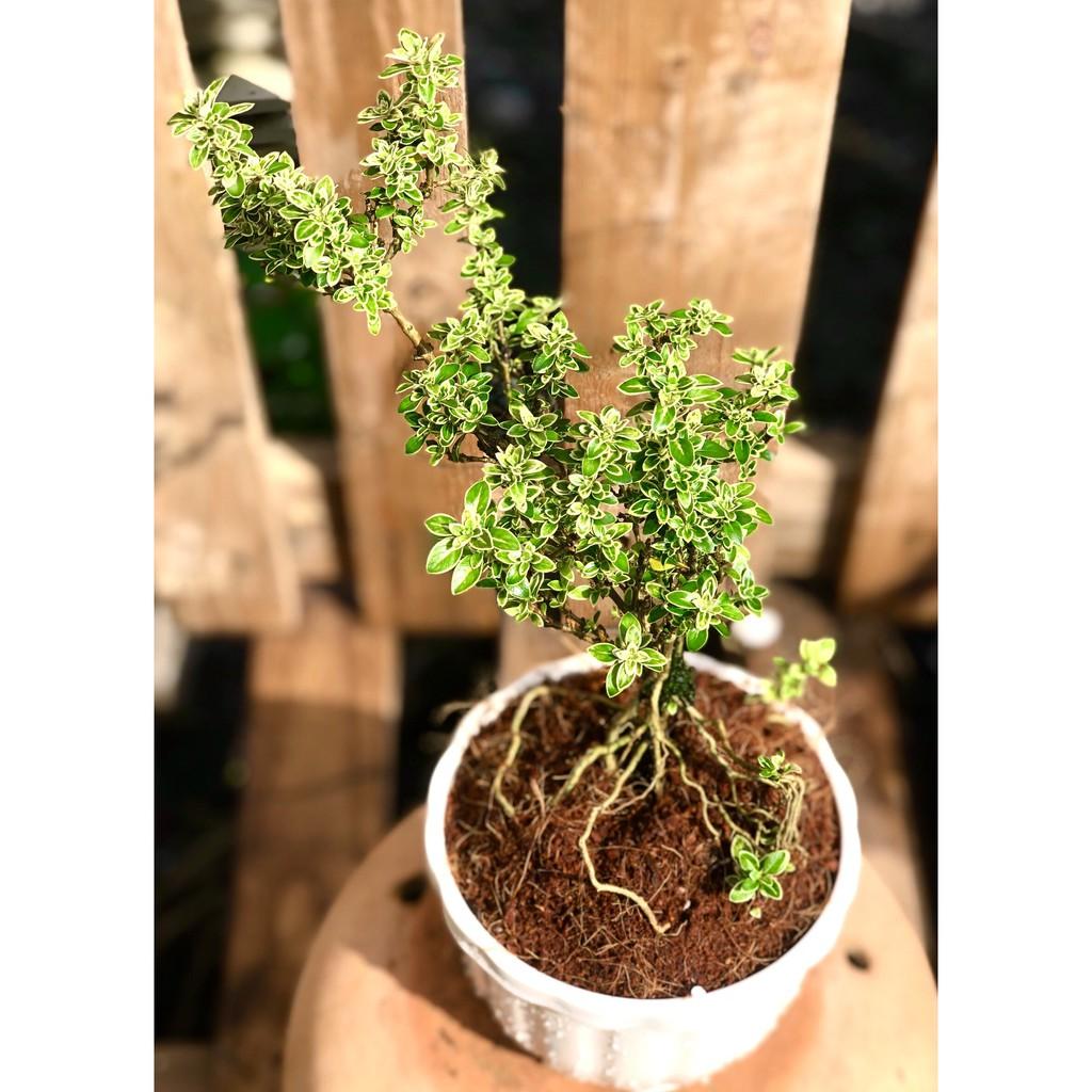 Cây Bạch Tuyết Mai cao 25 - 30 cm