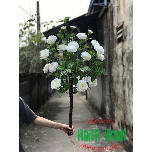 Cây hoa Trà Mộc Miên 1m cao cấp - Cây hoa trang trí