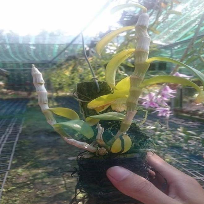 Hoa lan trầm tím điện biên
