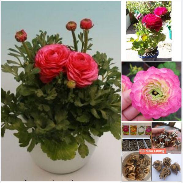 Củ hoa hồng mao lương màu hồng