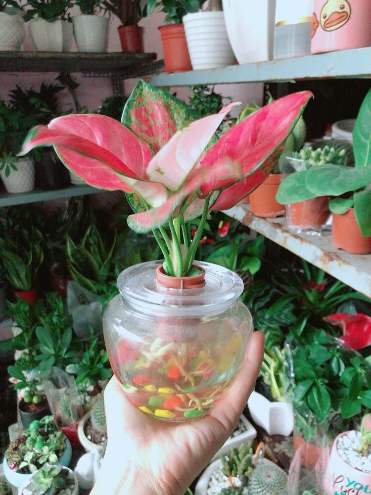 Chậu Cây Vạn Lộc Thuỷ Sinh