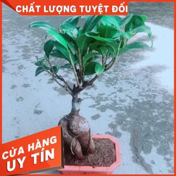 Chậu Cây Si