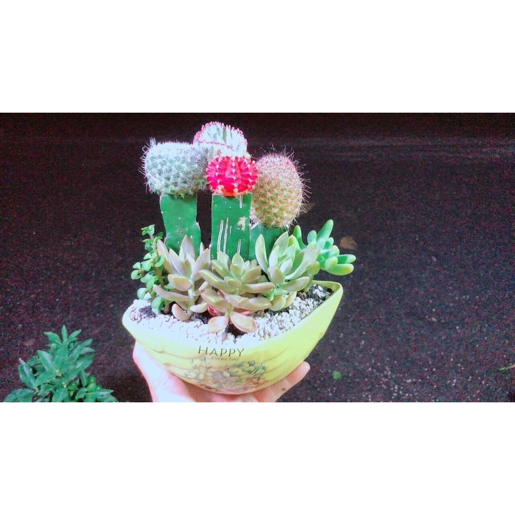 Chậu Cây Xương Rồng Tiểu Cảnh