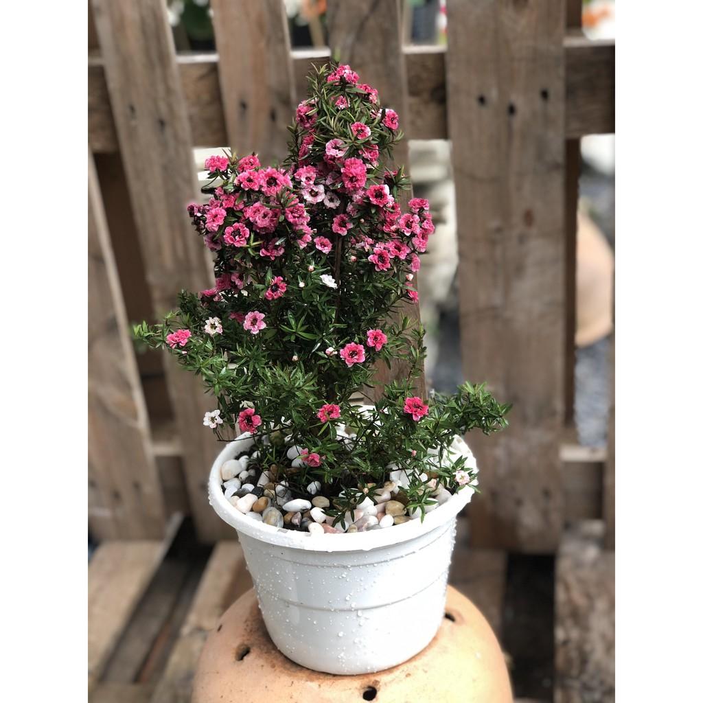 Chậu cây Nhất Chi Mai