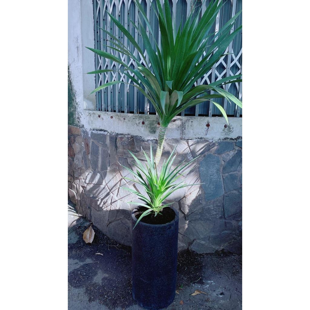 Chậu Phát Tài Núi 2 Tầng