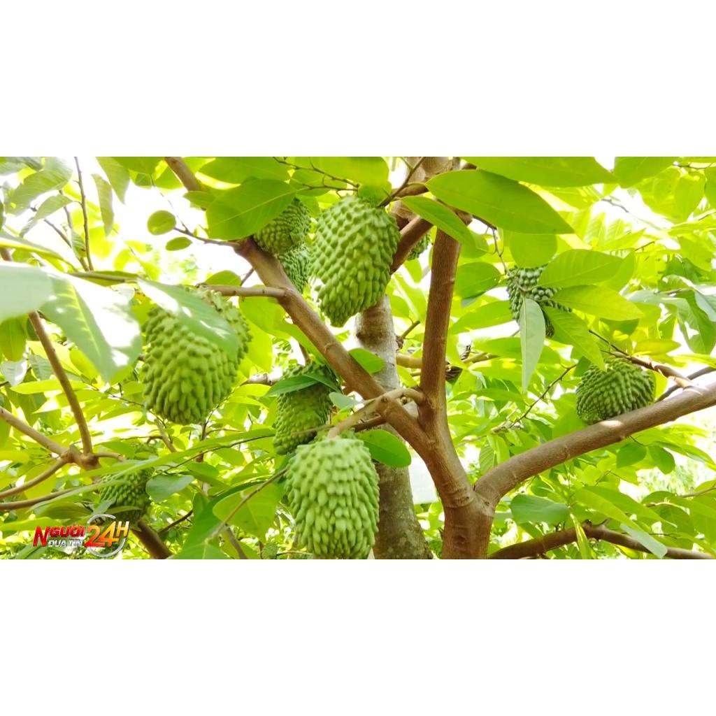 Cây Na Sầu Riêng giống chuẩn F1 cho trái khổng lồ nức mùi sầu riêng siêu chất lượng