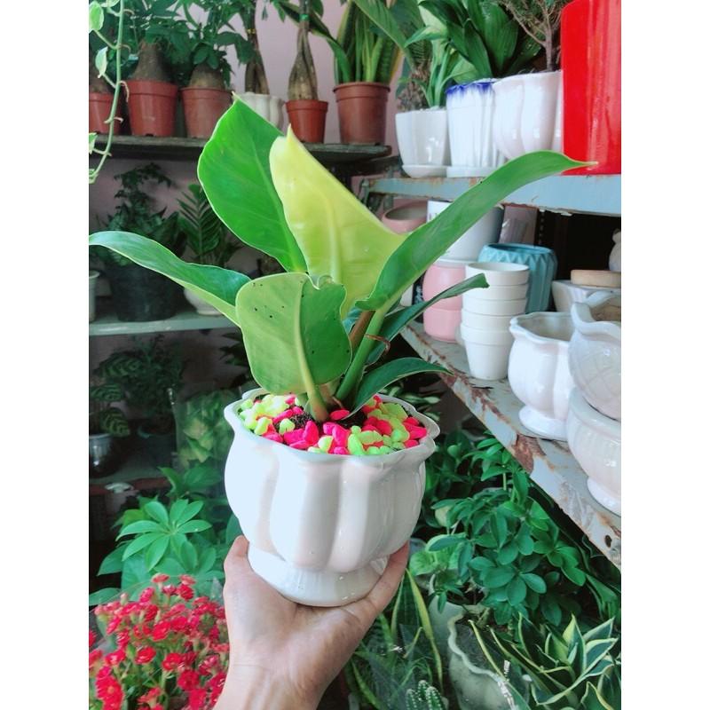 Chậu Trầu Bà Đế Vương Phong Thuỷ Để Bàn